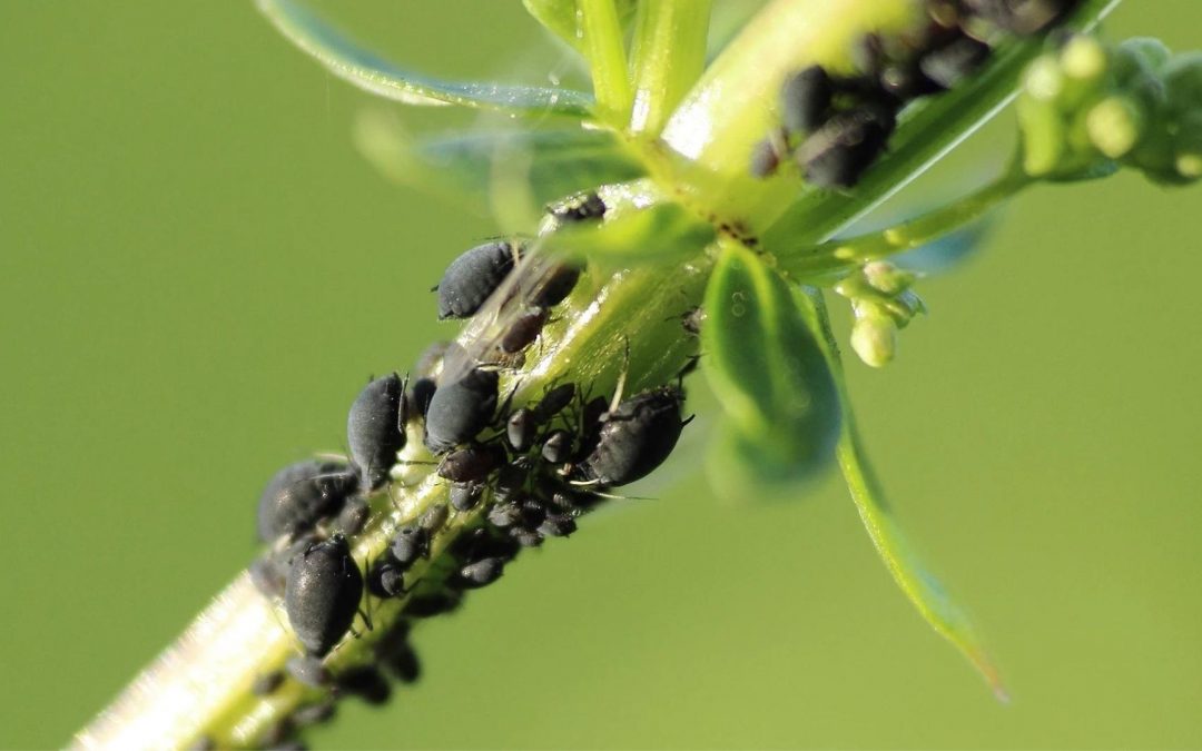 Hormigas y pulgones en el huerto: la guía definitiva para proteger tus plantas sin venenos