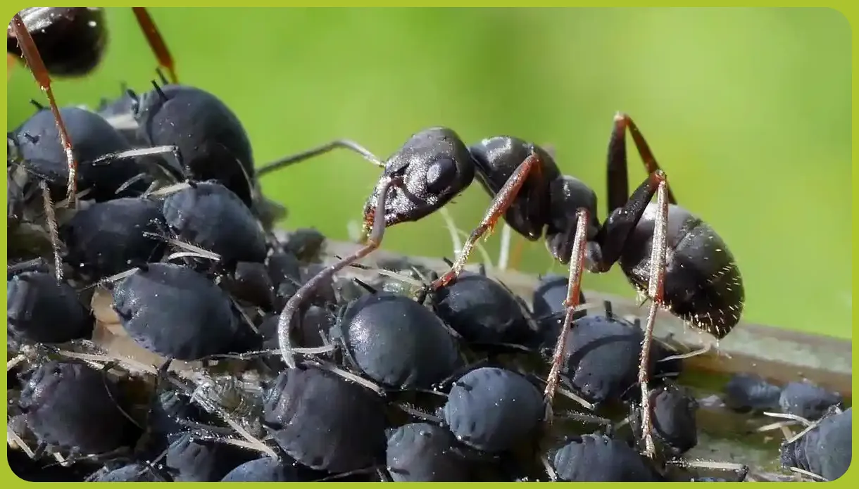 hormigas cuidando de pulgón negro