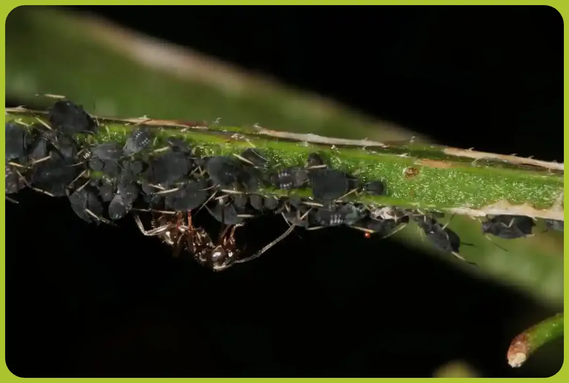 hormigas y pulgón sobre tallo de rosal