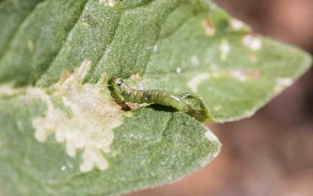 Tuta absoluta: guía definitiva para identificarla y eliminarla sin químicos