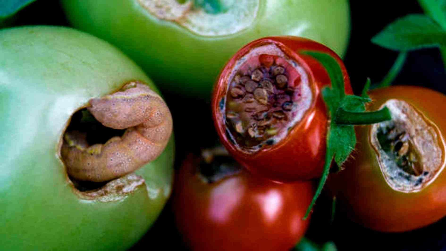 tuta-absoluta-sobre-fruto-del-tomate